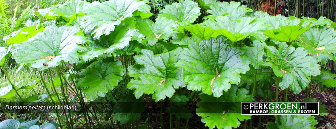 Darmera peltata schildblad
